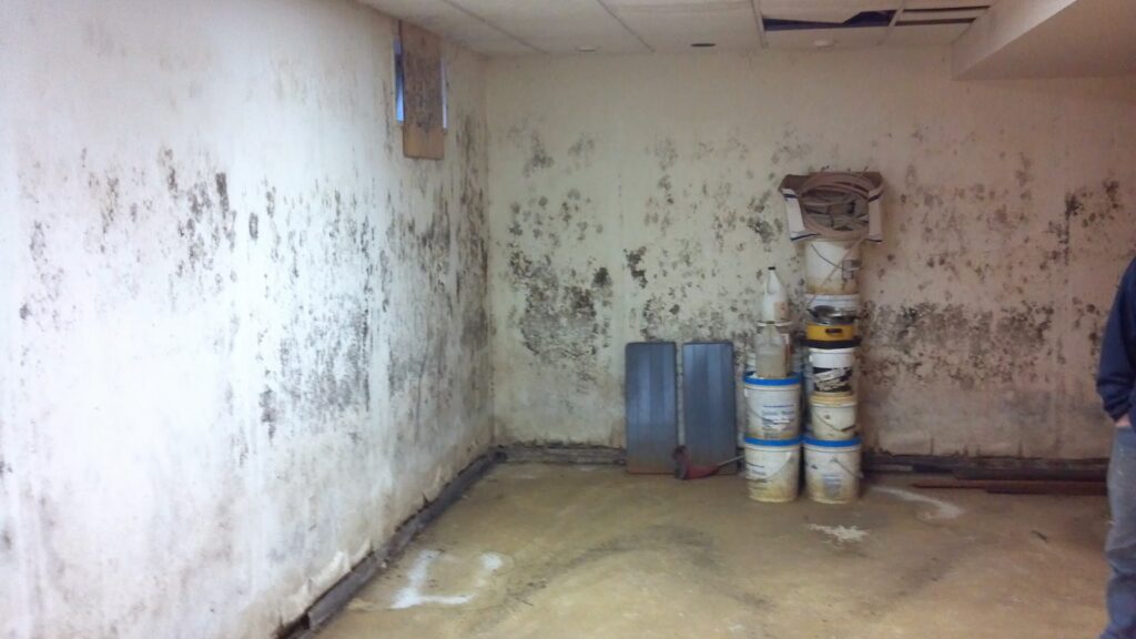 mold on basement walls